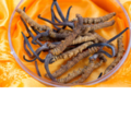 Cordyceps Pilz
